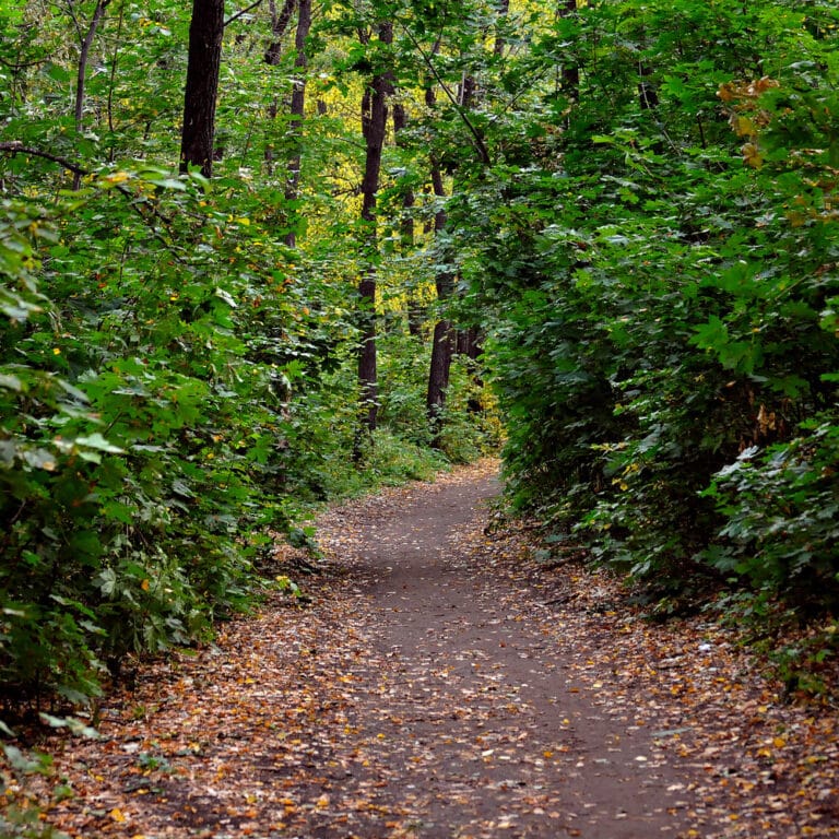 Forest Walk