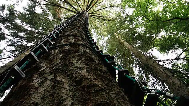 Treeclimb