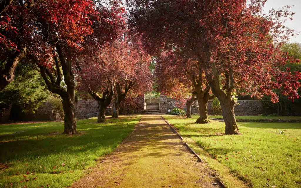 Tregoyd House pathway in autumn with red leaves on trees