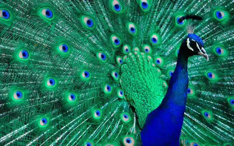 Lille Zoo