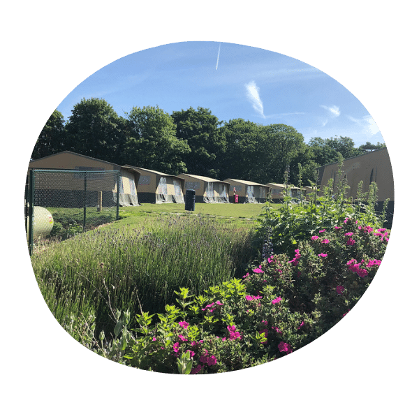 Row of canvas tents on grass with bushes and flowers in the foreground; trees and blue sky in the background.